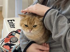 -有喵·猫咖·狗咖·30几只猫10只小狗(岗厦店)