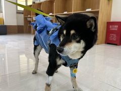 -美联众合动物医院·24h京西诊疗中心