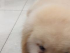 -乐琪宠物医院·犬猫专科·骨外科·急重症