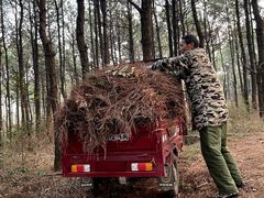 -瑶湖郊野森林公园