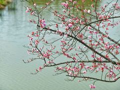 -花开海上生态园
