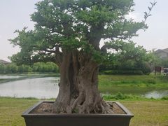 -上海海湾国家森林公园