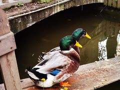 -西苑半岛·中餐厅