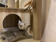 -喜多萌中农锦绣动物医院24H·猫科·牙科MRI·CT