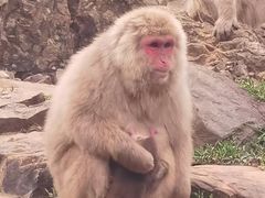 -合肥野生动物园