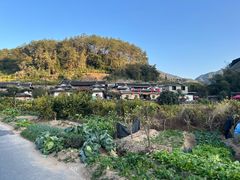 -福建土楼（华安）旅游区•大地土楼群