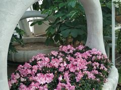 -石家庄市植物园