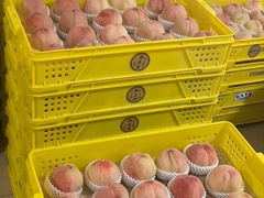 -老袁家蜜桃农场·阳山水蜜桃