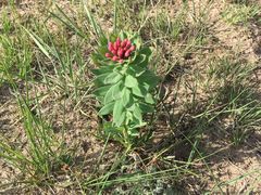 -塞罕坝国家级自然保护区