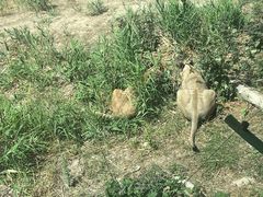 -新疆天山野生动物园