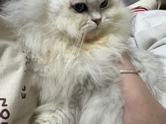 -瑞鹏宠物医院·骨科·猫科·内科(第一中心)