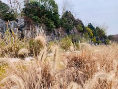 -上海吴淞炮台湾国家湿地公园