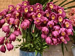 -双季花艺园艺市场(浦东店)