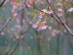 -狐尾山公园