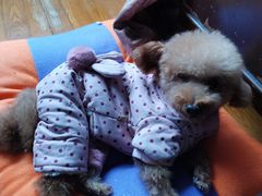 -爱侣宠医·鹦鹉专科·小型哺乳类·异宠专科(灵石路店)