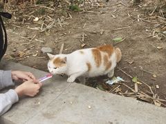 -西园寺素食(西园弄戒幢律寺店)