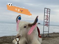 -青海湖国家重点风景名胜区