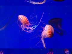 -海合安青岛极地海洋公园