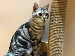 -Pets First伊珊娜洗护·精致美容·家庭式寄养(新会路店)