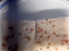 -阮大兴糕团(滨江宝龙店)