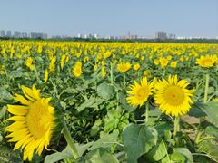 -汉长安城未央宫国家考古遗址公园