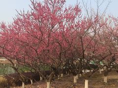 -白塘生态植物园