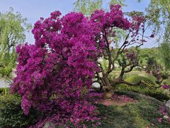 -上海鲜花港