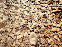 -合肥滨湖国家森林公园