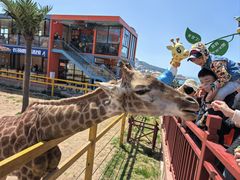 -西霞口神雕山野生动物世界