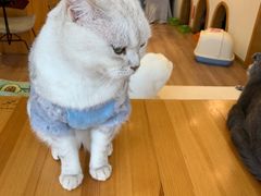 -猫色咖啡·猫咖