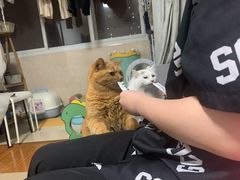 -艾贝尔宠物诊疗