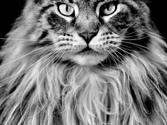 -芭比堂宠物医院·全科爱猫医院·仁德分院