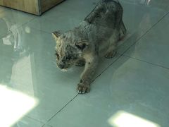 -大连森林动物园