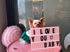 -百好乐宠物友好餐厅(朝外大街店)