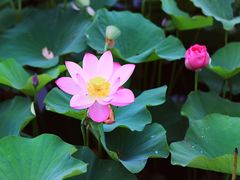 -大兴滨河森林公园