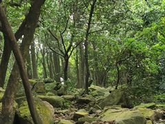 -火炉山森林公园
