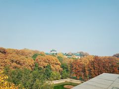 -武汉大学-樱园