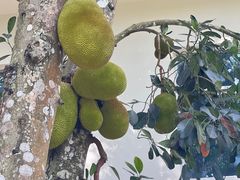 -中国科学院西双版纳热带植物园
