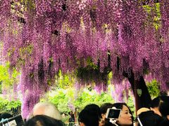 -嘉定紫藤园