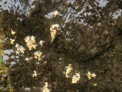 -成都市活水公园