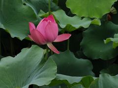 -成都杜甫草堂博物馆