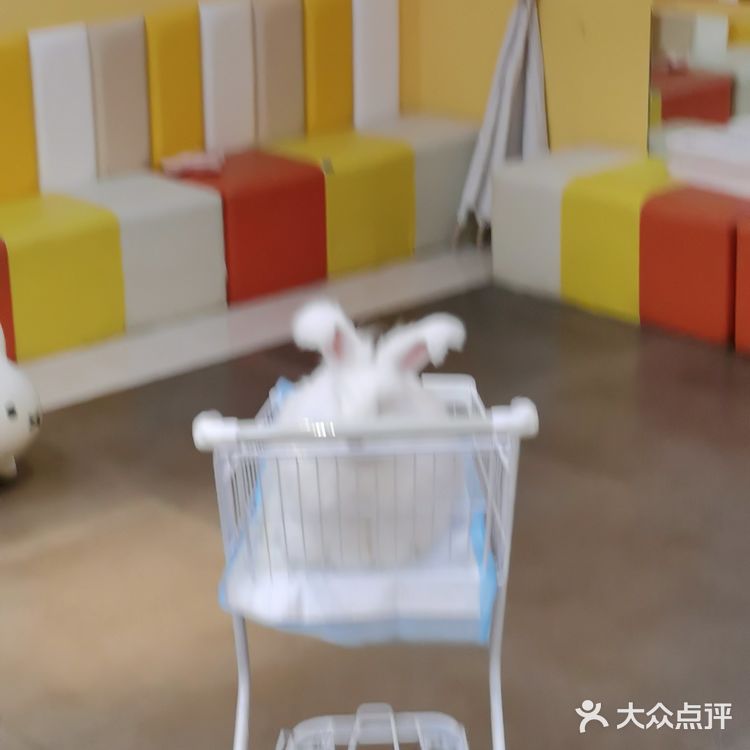 成都必打卡项目，安哥拉巨兔馆