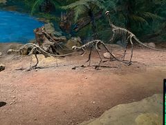 -自贡恐龙博物馆