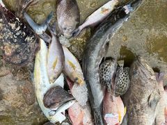 -深蓝金枪·深海鱼刺身(吉大店)