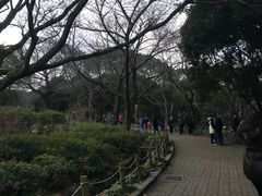 -汉拿树木园