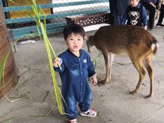 -鹿境梅花鹿生态园区