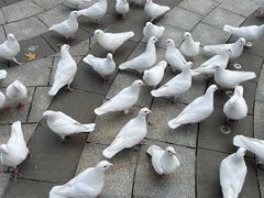 -南宫五洲植物乐园