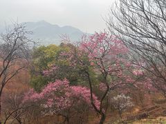 -新建村梅花