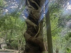 -中国科学院西双版纳热带植物园
