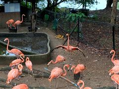 -清迈夜间动物园